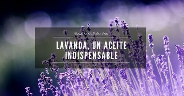 Lee más sobre el artículo Lavanda, un aceite esencialmente indispensable…