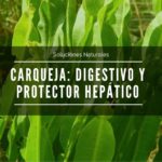 Carqueja: Digestivo y hepatoprotector Amazónico