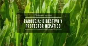 Lee más sobre el artículo Carqueja: Digestivo y hepatoprotector Amazónico