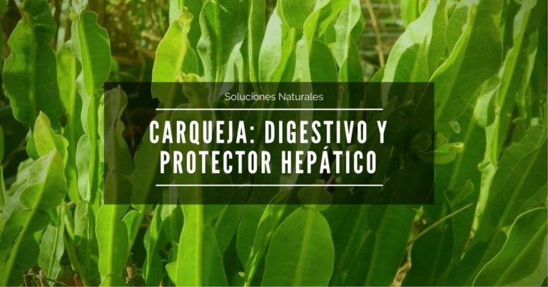 Lee más sobre el artículo Carqueja: Digestivo y hepatoprotector Amazónico