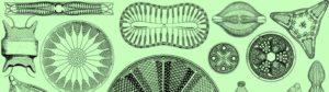 exoesqueleto algas diatomeas