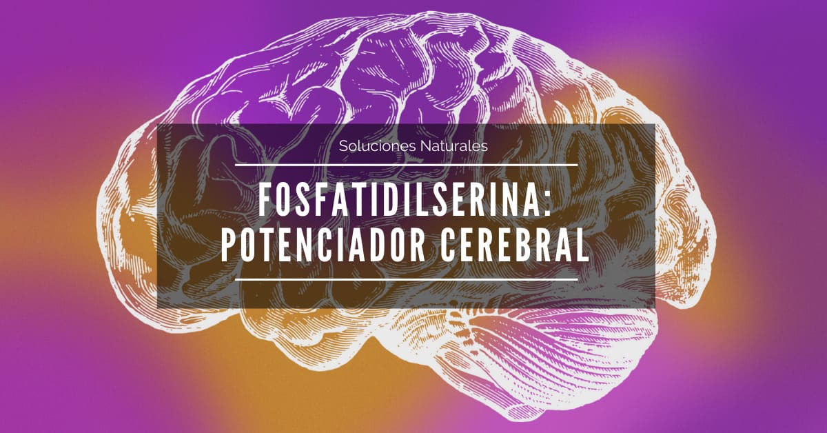 En este momento estás viendo Fosfatidilserina: La gran aliada de nuestro cerebro